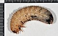 Larva