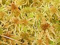 Sphagnum angustifolium