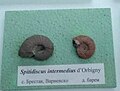 en:Spitidiscus intermedius d'Orbigny, Lower en:Barremian, en:Brestak at the en:Sofia University "St. Kliment Ohridski" Museum of Paleontology and Historical Geology