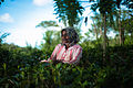 Tea crops gathering process. Bogawantalawa Valley. Sri Lanka-3