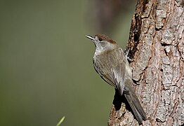 Toutinegra-de-barrete-preto, fêmea, Eurasian Blackcap, female (53022338859).jpg