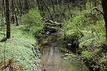 A stream no more than 10 feet (3.0 m) wide meanders through a second-growth forest.