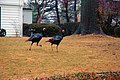 Turkeys running across someone's lawn