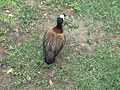 White-faced Whistling Duck