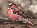 Carpodacus roseus