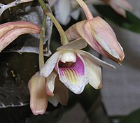 Dendrobium platygastrium