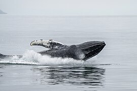 026b Humpback whale jump and splash Photo by Giles Laurent.jpg