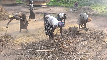 Soybean harvest in Uganda