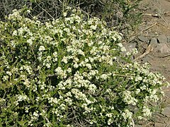 Acantholippia seriphioides.jpg