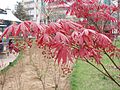 Acer palmatum 'Atropurpureum'