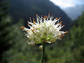 Allium ericetorum