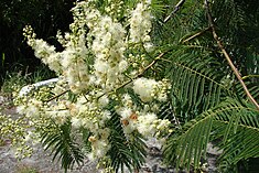 Fleurs de Curupay (Anadenanthera colubrina).