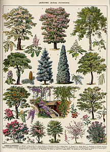 Jardins : arbres d'ornement, deuxième planche.