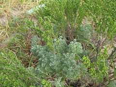 Artemisia capillaris 1.JPG