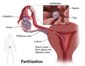 Hình 2: Ở người, thụ tinh diễn ra trong cơ quan sinh dục nữ.