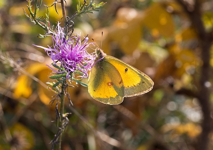 Orange sulphur on spotted knapweed