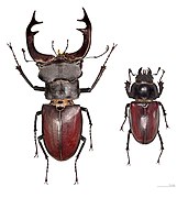 Lucanus cervus - mâle et femelle