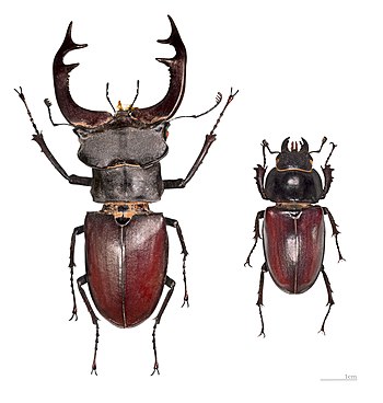 Pohlavní dimorfismus samce (vlevo) a samice roháče obecného (Lucanus cervus), který je největším broukem Evropy