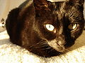 Black female cat