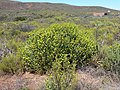 Euphorbia mauritanica naby die Nieuwoudtville-waterval