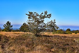 Fagne des Malchamps - ein Venn in Belgien. 06.jpg