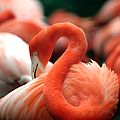 Raudflamingo i National Zoo Washington, DC.