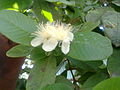 Квіти яблучної гуаяви