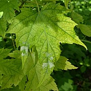 Freeman's Maple (Acer × freemanii) - Guelph, Ontario 2020-06-07.jpg