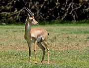 A gacela de Israel é o animal nacional.