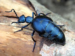 Violetinis gegužvabalis (Meloe violaceus)