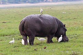 Héron garde-bœufs perché sur un hippopotame au Botswana.