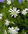 Lesser Stitchwort (Stellaria graminea