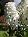 Lilac flower head of a double-flowered cultivar