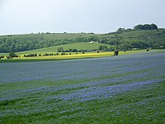 Champ de lin cultivé.