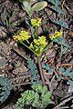 Lomatium martindalei