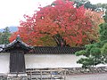 Daigo-ji (Kyoto).