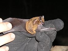 A researcher is holding a Nycticeius humeralis Evening bat. The creature's wings are outstretched.