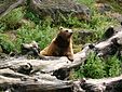 Ours brun présent dans une réserve autrichienne.