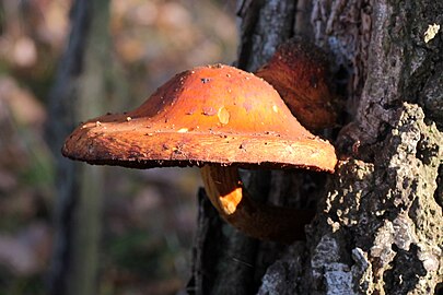 Onbekende paddenstoel in de Kampina (1 november)