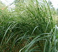 Lännenhirssi (Panicum virgatum)