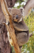 Phascolarctos cinereus Bonorong