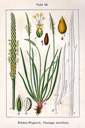 Description de l'image Plantago maritima Sturm63.jpg.