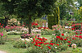 Rose gardens in Germany