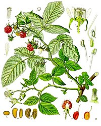 Rubus idaeus L.