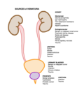 Thumbnail for File:Sources of Hematuria by Anatomic Location.png