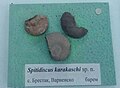 en:Spitidiscus karakaschi sp.n. en:Barremian, en:Brestak at the en:Sofia University "St. Kliment Ohridski" Museum of Paleontology and Historical Geology