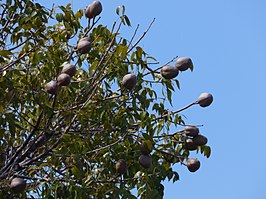 Swietenia macrophylla