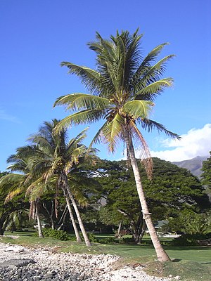 Kokospualmer üüb Maui