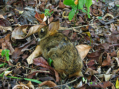 Un lapin chiné de noir et d'ocre jaune avec des yeux noirs et des oreilles moyennes