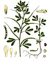 Trigonella foenum-graecum L.